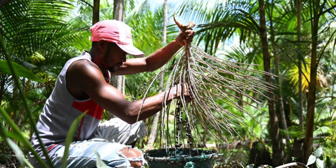 Homem colhe açaí em Abaetetuba, no Pará: pessoas que obtêm seu sustento na região amazônica precisam ser incluídos nos debates sobre a economia local e sobre o clima