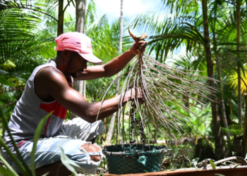 Homem colhe açaí em Abaetetuba, no Pará: pessoas que obtêm seu sustento na região amazônica precisam ser incluídos nos debates sobre a economia local e sobre o clima