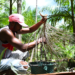 Homem colhe açaí em Abaetetuba, no Pará: pessoas que obtêm seu sustento na região amazônica precisam ser incluídos nos debates sobre a economia local e sobre o clima