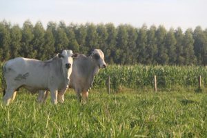 Brasil tem vasta pecuária para produzir carne
