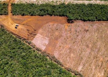 Levantamento revela que, em novembro de 2023, 65% do desmatamento ocorreu em áreas privadas, 26% em áreas de assentamento, 8% em unidades de conservação (UCs) e 1% em terras indígenas - (crédito: Instituto de Pesquisa Ambiental da Amazônia - IPAM/Divulgação)