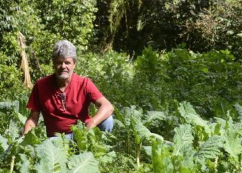 Brasília - DF - Brazlândia, Sítio Alegria. Agricultura familiar, Agroecolócia e Agrofloresta. Produtor e proprietário do sitío, Jorge Artur Fontes Chagas. - (crédito: Marcelo Ferreira/CB/D.A Press)