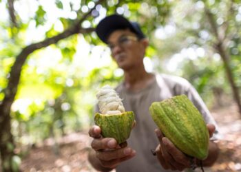 Produtor mostra cacau de sistema agroflorestal no interior do Pará