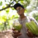 Produtor mostra cacau de sistema agroflorestal no interior do Pará
