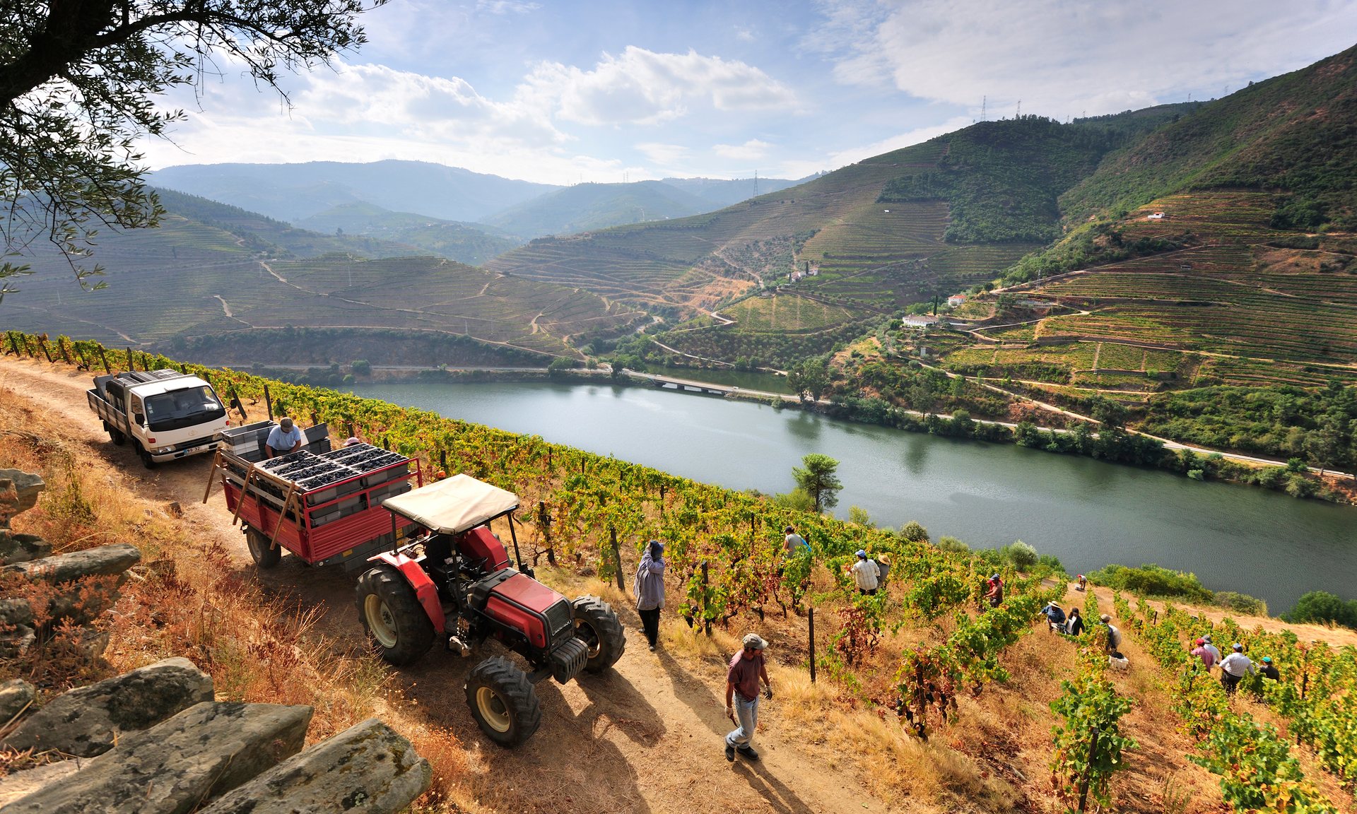 Porto-geezers ... harvest time at an Alto Douro vineyard, Portugal. Photograph: Mauricio Abreu/Getty Images