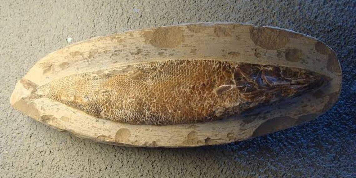 Rhacolepis buccalis, peixe ósseo extinto que habitava a região da Bacia do Araripe, sítio paleontológico na divisa entre Ceará, Pernambuco e Piauí, entre 113 milhões e 119 milhões de anos atrás Foto: reprodução
