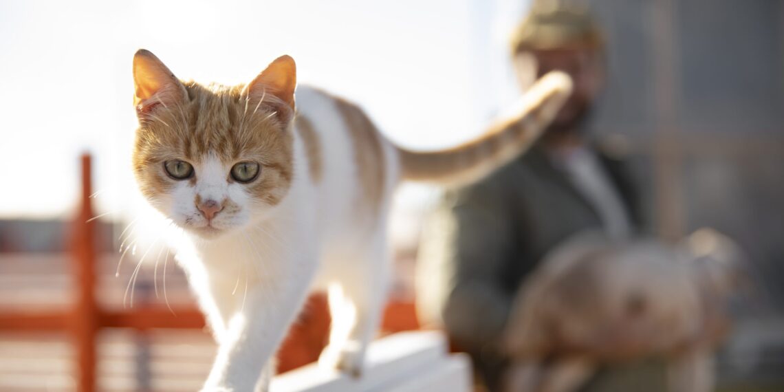 População de gatos cresceu 123,2% entre 2020 e 2024 na Arábia Saudita