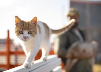 População de gatos cresceu 123,2% entre 2020 e 2024 na Arábia Saudita