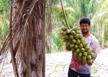 Cooperado Gilvan Alves, da Coopafbasul, no trabalho com o coco de piaçava
