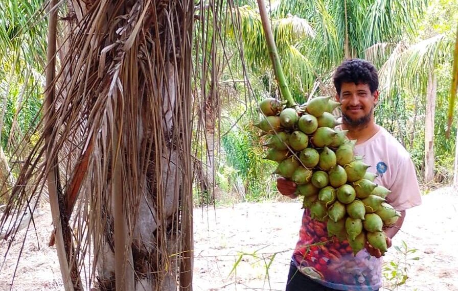 Cooperado Gilvan Alves, da Coopafbasul, no trabalho com o coco de piaçava