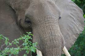 Elefante africano; Botsuana é o país com a maior população do animal do mundo — Foto: Divulgação/MICHEL MILINKOVITCH