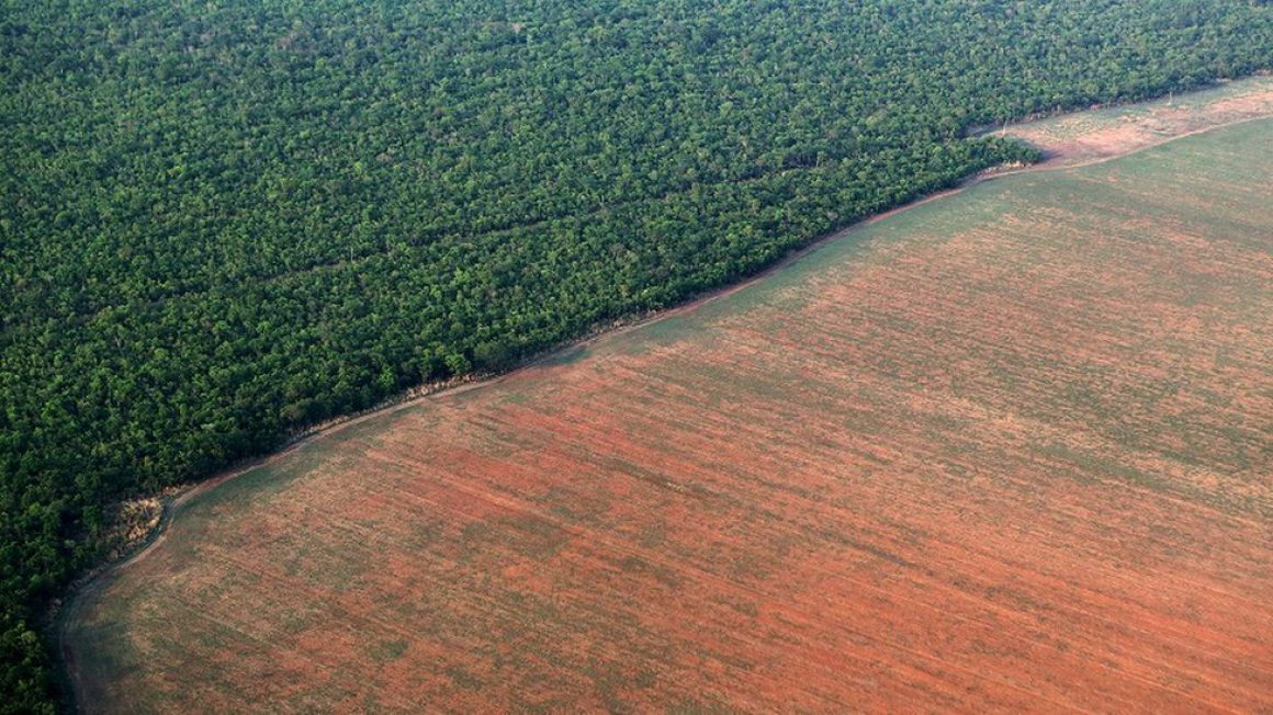 floresta-amazonica-margeada-por-terreno-desmatado-para-plantio-de-soja-no-mt-01072019164135379